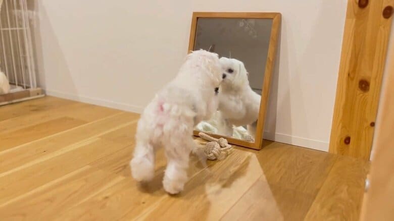 「おもちゃで一緒に遊ぼ？」“鏡に映る自分”を初めて見た犬の反応が可愛らしい｜FNNプライムオンライン