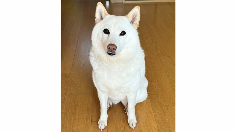 チョビちゃん