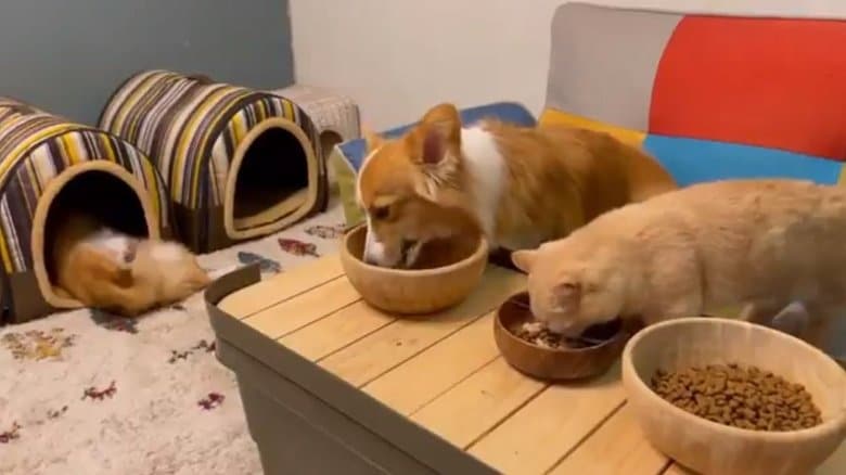 夕飯時の様子