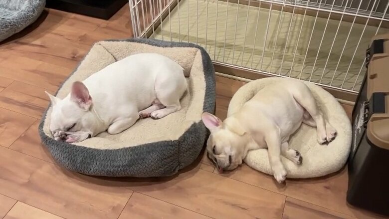 それぞれの布団で似たような体勢で寝ている