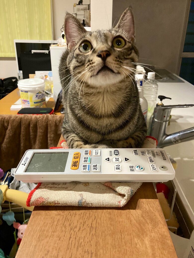 提供：かぎしっぽすず&つむぎさん