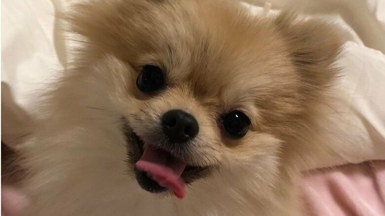 普段は人懐っこいという