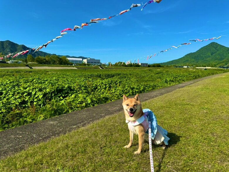 こいのぼりのイベントで