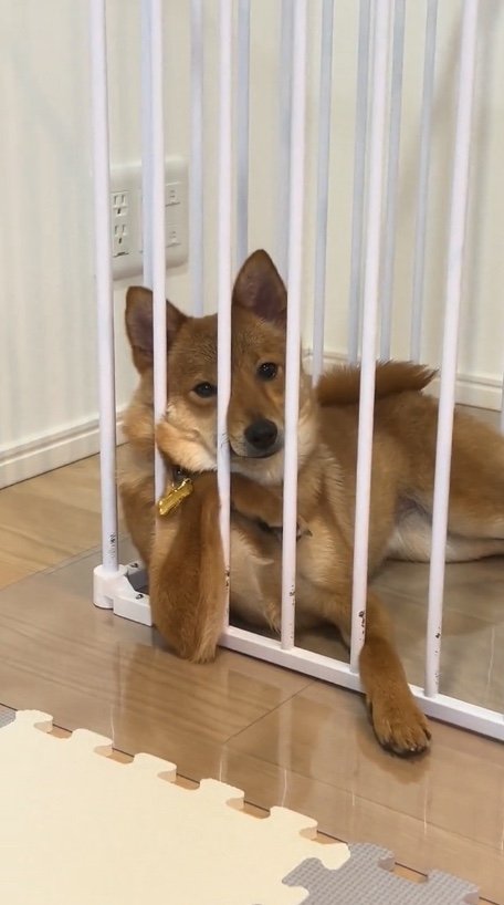 提供：あちさん
