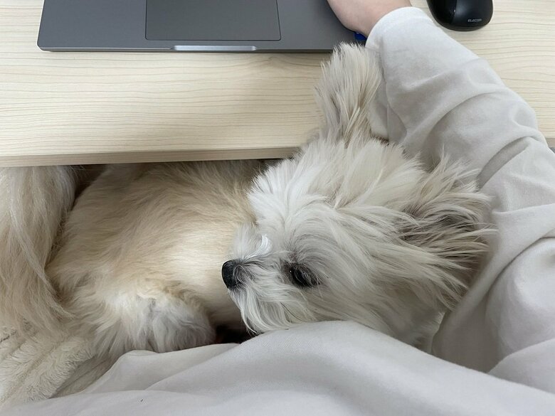 今のところ、ぽんたくんの全勝中