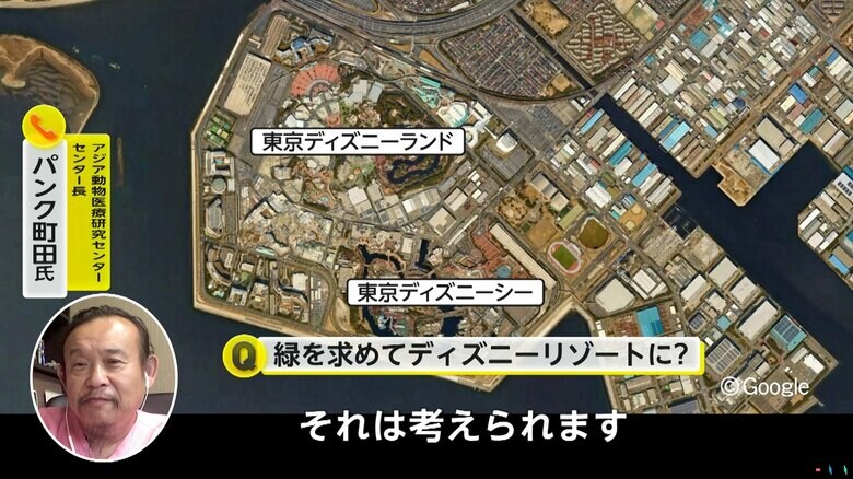 緑を求めて、ディズニーリゾートにサルが現れた可能性もあると話すパンク町田氏