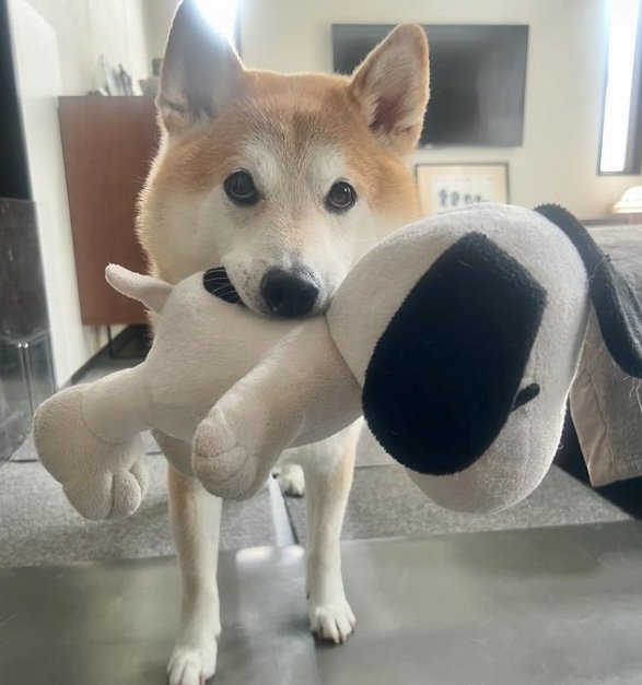 提供：柴犬 sasuke_紗助さん