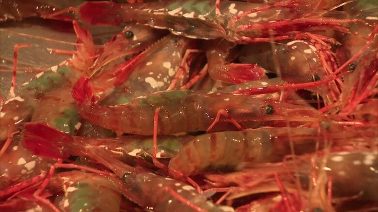 エビかご漁が好調