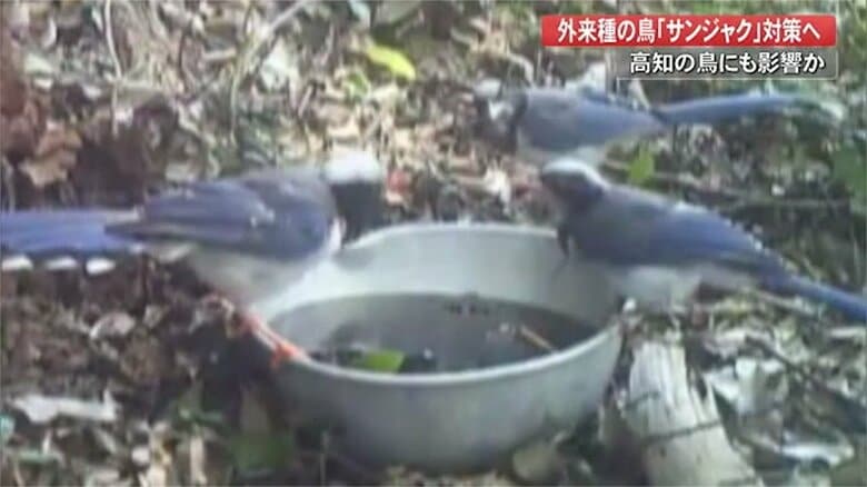 外来種「サンジャク」の親子