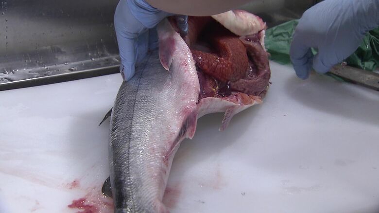 場外市場でさばかれるサケ