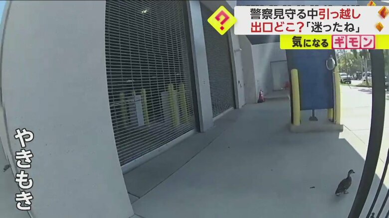警察官に見守られて公園の池を目指すカモの親子の引っ越しシーン一連画像⑩