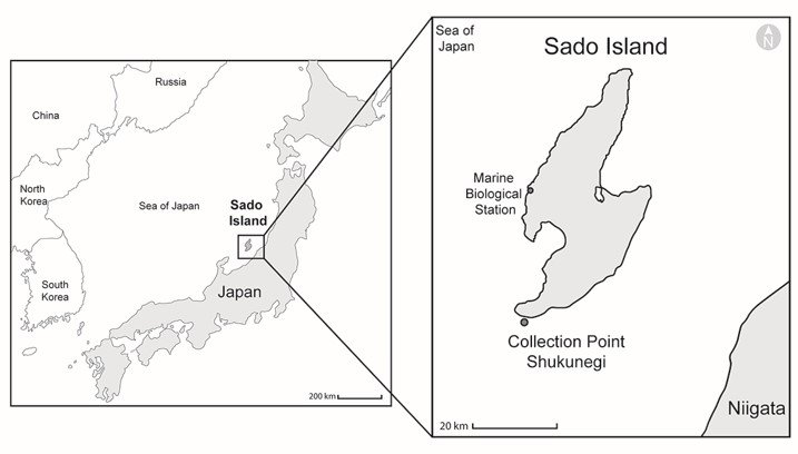 佐渡島南部の宿根木（提供：東京大学大学院理学系研究科・附属臨海実験所の三浦徹教授）