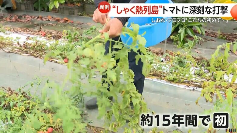 葉や茎が枯れ、夏の暑さの影響で中身がブヨブヨになったトマト