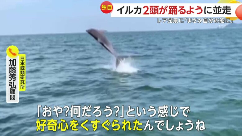 イルカは声を出して物までの距離を測っていたと推測される