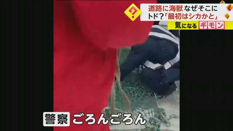 トドを網に誘導する警察官