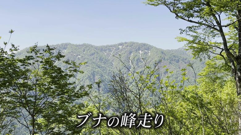 新緑が麓から山頂へ