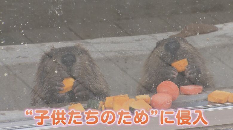 “犯行”は食べ盛りの子どものため？