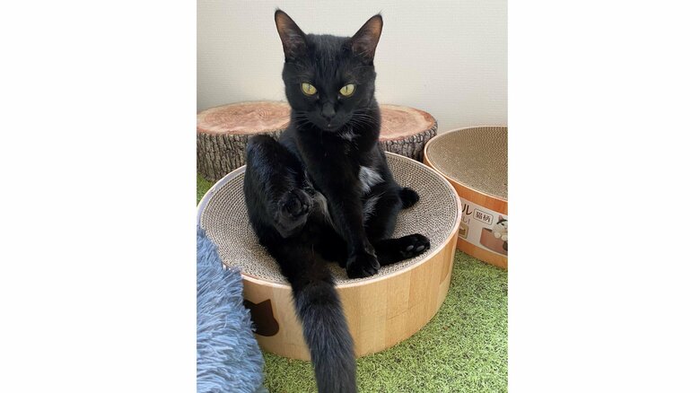 爪とぎに座るソウくん