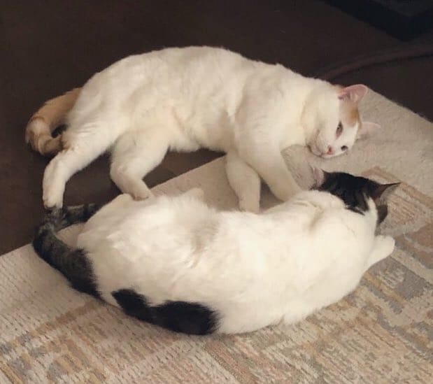 リラックス中の2匹