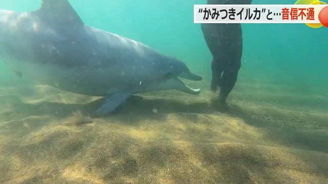 かみつきイルカはどこに…