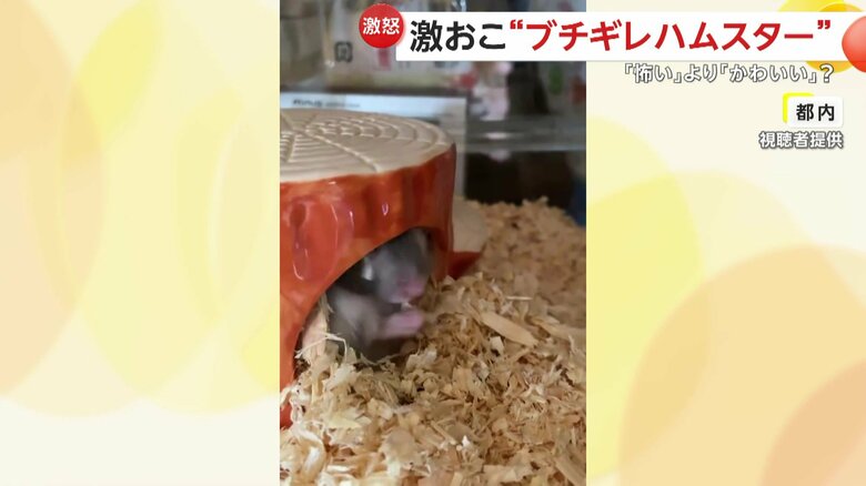 ハムスターにちょっかいをかけた飼い主がブチギレられる様子