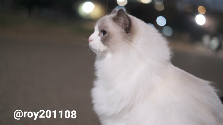 提供：ロイくん@roy201108さん