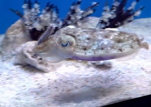 （撮影：@ikas9uidcalamar）