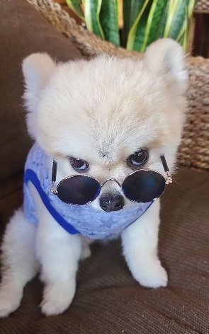 別の日のマメすけくん。サングラスもお似合い