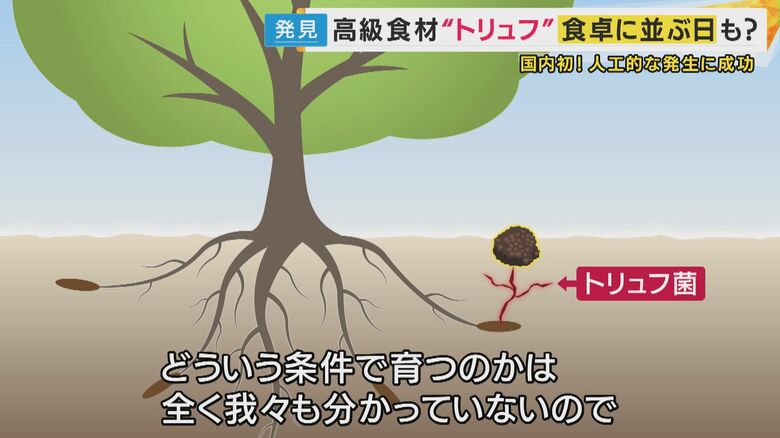 トリュフの研究はこれからも続く