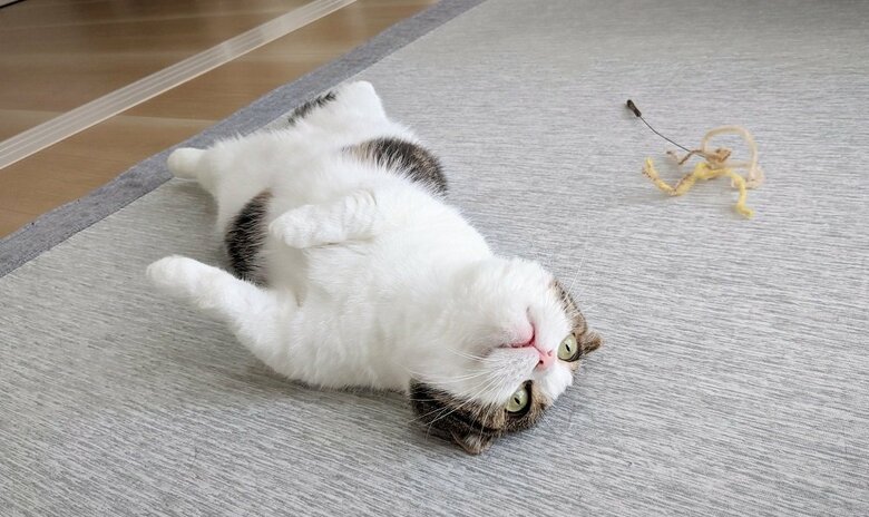 虚無顔の鉄朗くん