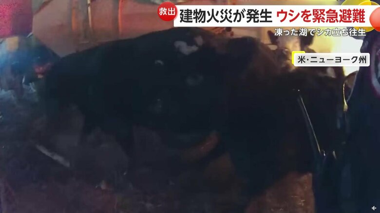 火災が起きた建物から動けない状態だった動物たち