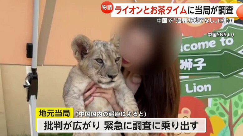 ライオンに頬を寄せてキスをする中国・山西省にある飲食店の客