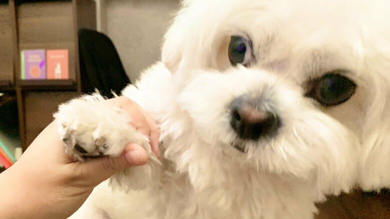 カメムシを踏んだと思われるときはこんな顔も