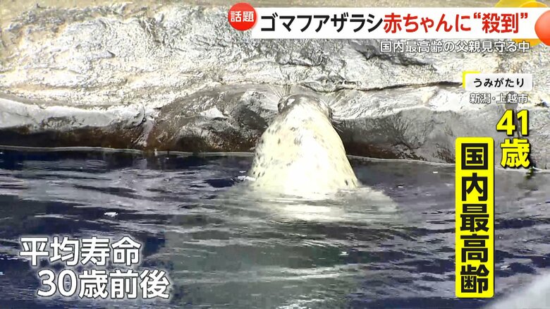 平均寿命が30歳前後と言われるゴマフアザラシ