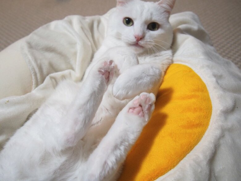 提供：@hakusama0906