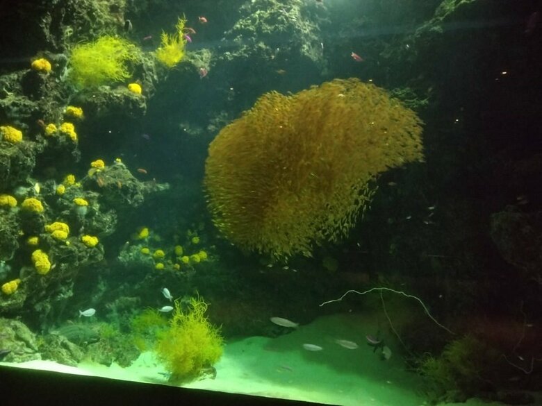 丸くなったりする（提供：アクアマリンふくしま）