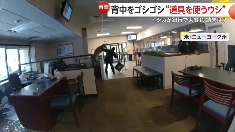 パンチを繰り出すように威嚇するシカ