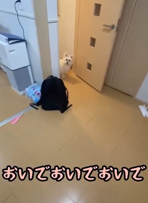 玄関からの熱視線…