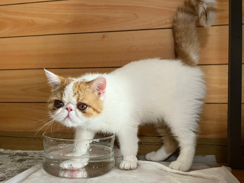 画像提供：エキゾのきなこさん。