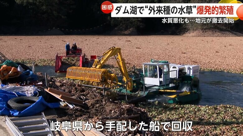 岐阜県から手配した専用の船でボタンウキクサの回収を進める様子