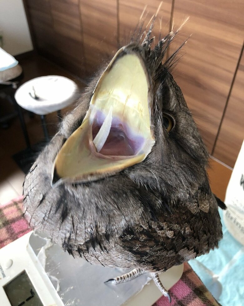 大きながま口が特徴