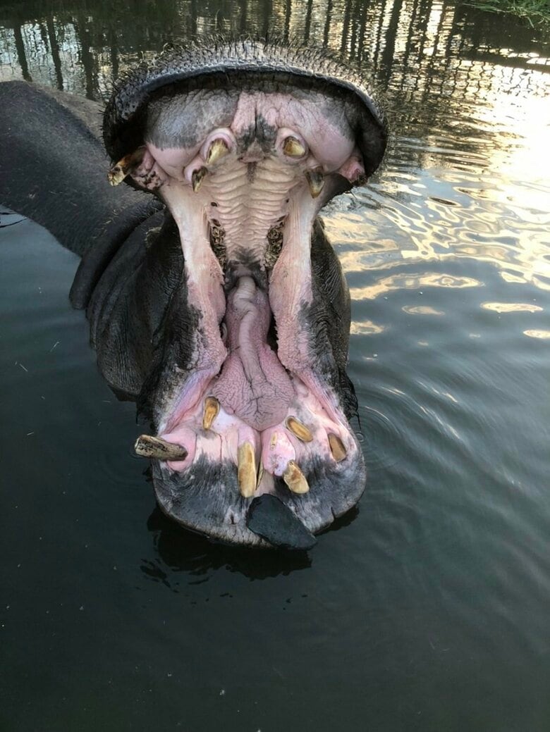 池の中にある石を口の中で転がすのが好きらしい（提供：那須サファリパーク）