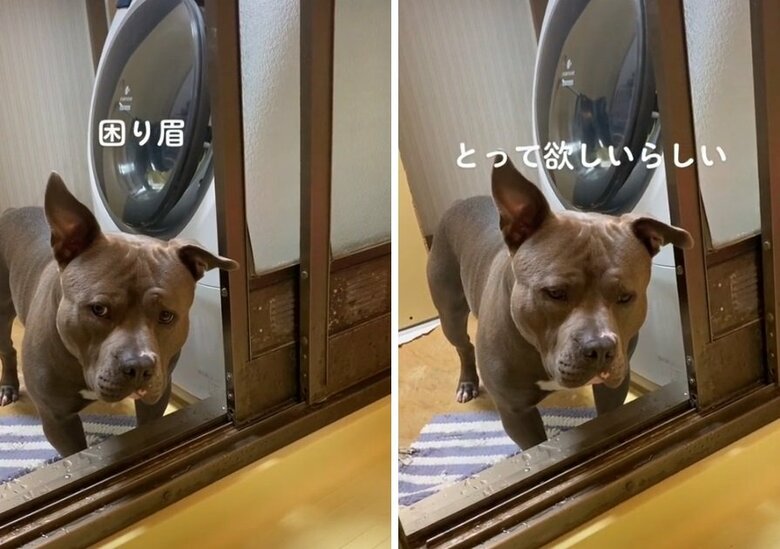 別の日のおもちくん。この日もボールが取れない…