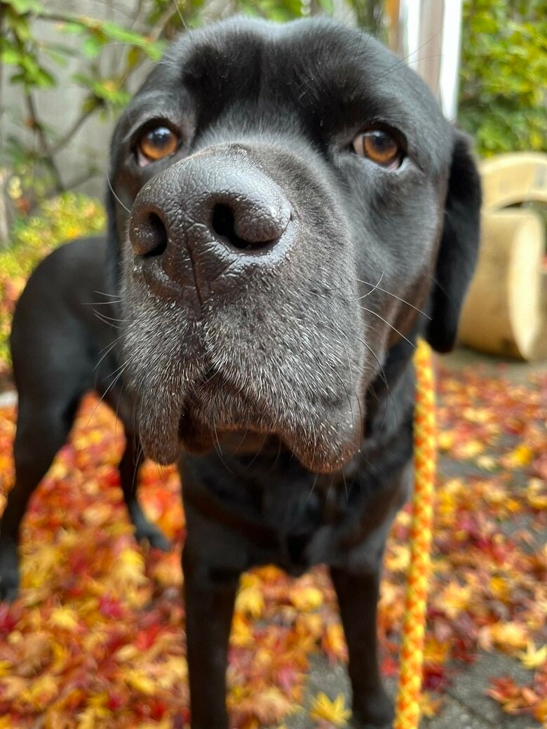 表情豊かなサンタくん