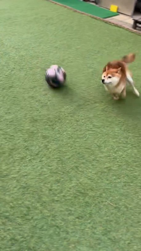 提供：Nerushibaさん