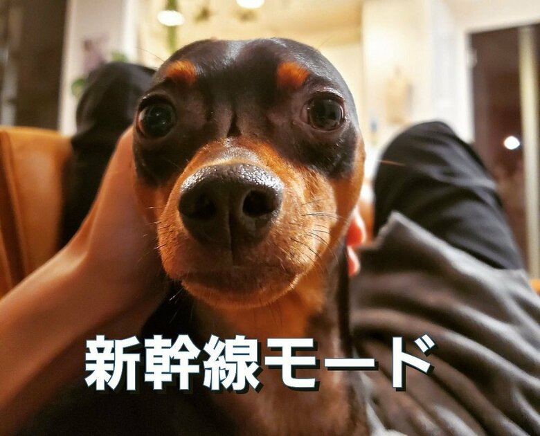 うれしいと耳が後ろに…飼い主さん宅では「新幹線モード」と呼んでいるそう