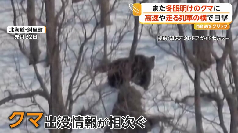 出没情報が相次いでいる春の訪れとともに、冬眠から目覚めたクマ