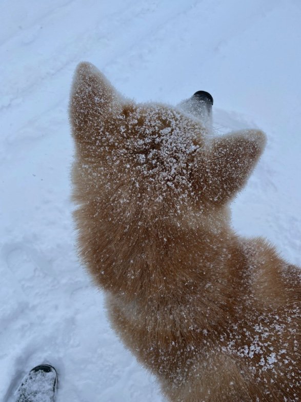 粉砂糖がふりかかったパンみたい（提供：秋田犬 五元(イモト)さん）