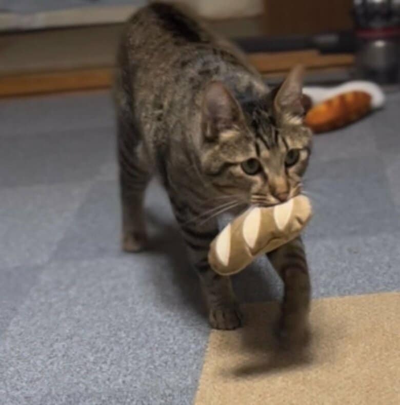 ウキウキでおもちゃを運ぶチルくん