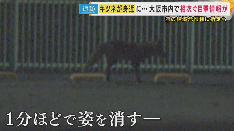 キツネらしき動物の姿